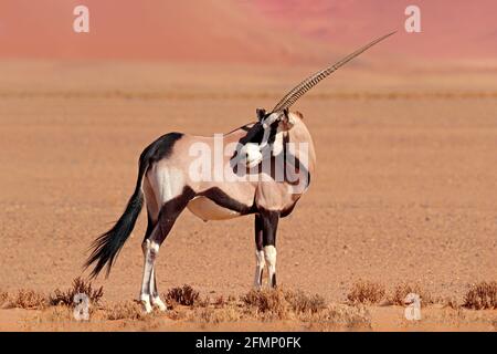 Gemsbok avec une dune de sable orange coucher de soleil. Gembuck, Oryx gazella, grand antilope dans l'habitat naturel, Sossusvlei, Namibie. Animaux sauvages dans le savan Banque D'Images