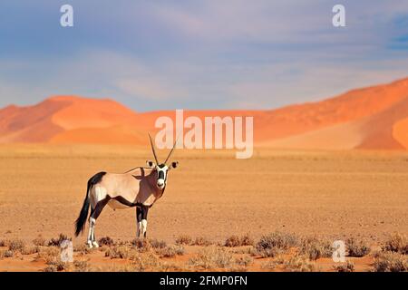 Gemsbok avec une dune de sable orange coucher de soleil. Gembuck, Oryx gazella, grand antilope dans l'habitat naturel, Sossusvlei, Namibie. Animaux sauvages dans le savan Banque D'Images