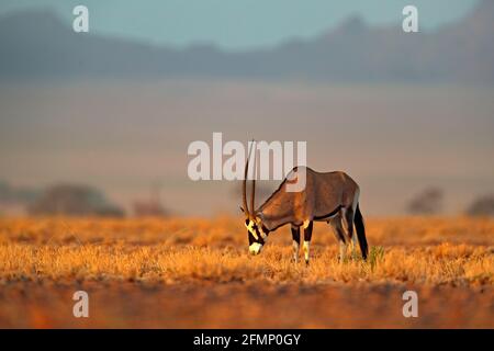 Oryx gazella magnifique antilope gemsbok emblématique du désert de Namib, Namibie. Oryx au coucher du soleil sur une dune de sable orange. Grand antilope Gemsbock à natur Banque D'Images