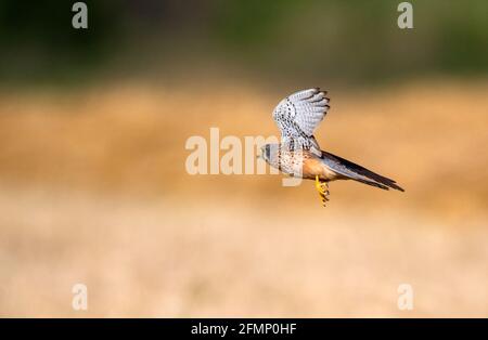 le kestrel mâle vole Banque D'Images