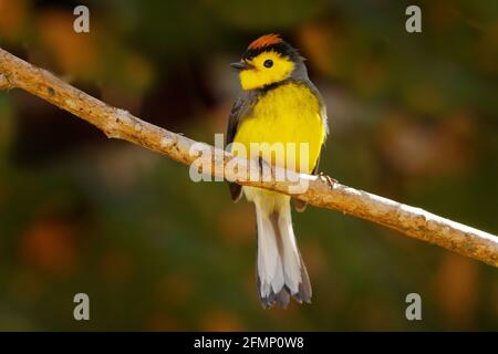 Spectaculaire Whitestart, Myioborus melanocephalus, New World Warbler du Costa Rica. Tanager dans l'habitat de la nature. Scène de la faune de la nature tropicale Banque D'Images