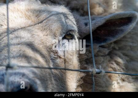 La tête de bélier sans Hornless ferme, animal regardant par une clôture métallique câblée, brebis d'élevage malheureux, animal triste gardé captif, témoin de l'aploitation Banque D'Images