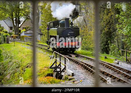 Great Western Pannier Tank 1336 classe n° 1369, construit en 1933, conduit par Andy Letts est donné à plein de vapeur en avant pour entrer dans la gare à la vapeur de South Devon Railway (SDR) à Buckfastleigh, South Devon, où le personnel, Les pilotes et les ingénieurs vérifient l'équipement alors qu'ils préparent l'attraction pour se préparer à la réouverture au public, le lundi 17 mai, avant de relâcher davantage les restrictions de verrouillage en Angleterre. Date de la photo: Mardi 11 mai 2021. Banque D'Images