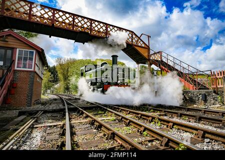 Great Western Pannier Tank 1336 classe n° 1369, construit en 1933, conduit par Andy Letts est donné à plein de vapeur en avant pour entrer dans la gare à la vapeur de South Devon Railway (SDR) à Buckfastleigh, South Devon, où le personnel, Les pilotes et les ingénieurs vérifient l'équipement alors qu'ils préparent l'attraction pour se préparer à la réouverture au public, le lundi 17 mai, avant de relâcher davantage les restrictions de verrouillage en Angleterre. Date de la photo: Mardi 11 mai 2021. Banque D'Images