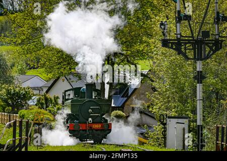 Great Western Pannier Tank 1336 classe n° 1369, construit en 1933, conduit par Andy Letts est donné à plein de vapeur en avant pour entrer dans la gare à la vapeur de South Devon Railway (SDR) à Buckfastleigh, South Devon, où le personnel, Les pilotes et les ingénieurs vérifient l'équipement alors qu'ils préparent l'attraction pour se préparer à la réouverture au public, le lundi 17 mai, avant de relâcher davantage les restrictions de verrouillage en Angleterre. Date de la photo: Mardi 11 mai 2021. Banque D'Images