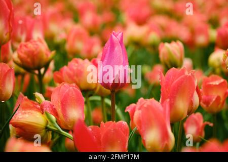 Une tulipe rose unique dans un jardin de tulipes rougeâtres du Festival des tulipes, Ottawa Canada Banque D'Images