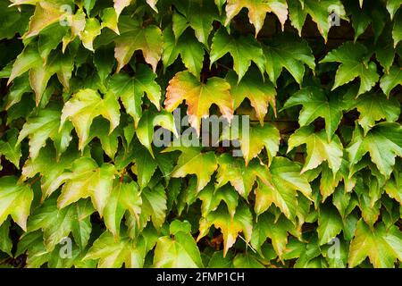 Mur recouvert de feuilles de raisin. Banque D'Images