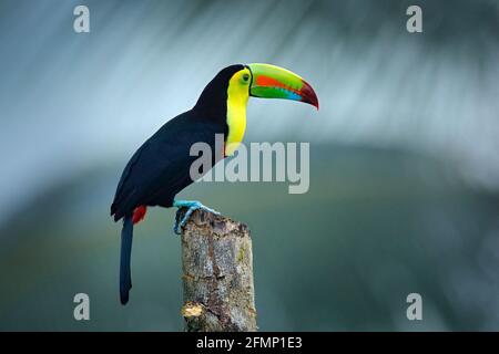 Faune de Yucatán, Mexique, oiseau tropical. Toucan assis sur la branche dans la forêt, végétation verte. Voyage nature en Amérique centrale. Banque D'Images