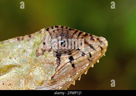 Détail Heliluana basilisk Hellashed, Corytophanes cristatus, gros plan. Lézard dans l'habitat naturel, végétation forestière verte. Magnifique reptile avec l Banque D'Images