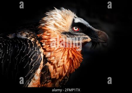 Vulture barbu, Gypaetus barbatus, portrait détaillé d'un oiseau de montagne rare dans un habitat rocheux en Espagne. Portrait en gros plan de magnifique oiseau de montagne, EUR Banque D'Images