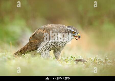 Goshawk, Accipiter gentilis, se nourrissant de l'écureuil foncé tué dans la forêt. Oiseau de proie dans l'habitat forestier, hiver avec la première neige dans la baie verte Banque D'Images