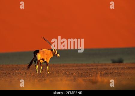 Gemsbok avec une dune de sable orange coucher de soleil. Gembuck, Oryx gazella, grand antilope dans l'habitat naturel, Sossusvlei, Namibie. Animaux sauvages dans le savan Banque D'Images