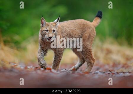 La marche du lynx eurasien. Chat sauvage d'Allemagne. Bobcat parmi les arbres. Chasse au carnivore dans l'herbe d'automne. Lynx en forêt verte. Scène sauvage de nat Banque D'Images