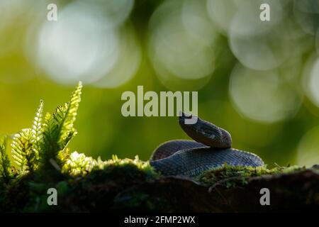 Porthidium nasutum, Rainforest Hognised Pitviper, serpent poison brun danger dans la végétation forestière. Reptile forestier dans l'habitat, sur le sol en leav Banque D'Images