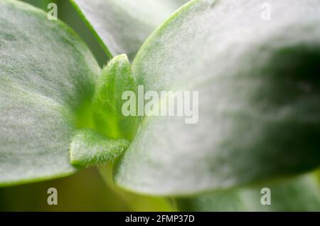 Photographie macro des pousses de tournesol. Nourriture pour végétariens. Concept d'alimentation saine Banque D'Images