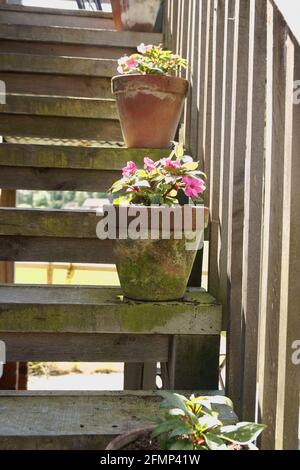 Géraniums croissant dans des pots de plantes en argile disposés sur un vieux escalier de grange en bois Banque D'Images