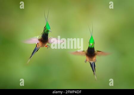 Thorntail à crasse métallique, Popelairia popelairii, deux colibris en mouche. Lutte dans la forêt tropicale, beaux oiseaux verts avec crête, Sumaco, Napo, ECU Banque D'Images