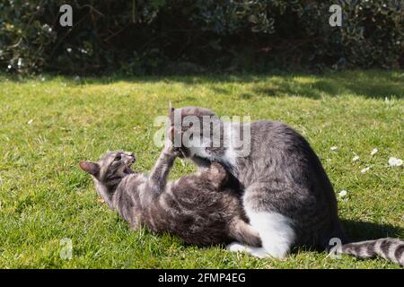 Deux chats pour animaux (chats gris et gris et blanc Tabby) Jouer à Fighting dans un jardin à Sunshine Banque D'Images