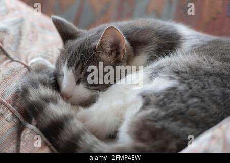 Un chat tabby gris et blanc dormant sur le dos Coussin sur un canapé Banque D'Images