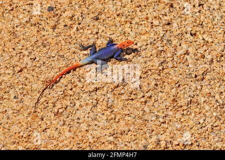 Lézard orange et bleu, agama de roche namibienne, Agama planiceps, homme posant sur la roche de granit jaune dans un environnement typique du désert. Couleur isolée Banque D'Images