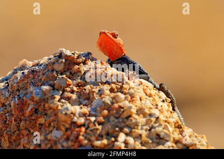 Lézard orange et bleu, agama de roche namibienne, Agama planiceps, homme posant sur la roche de granit jaune dans un environnement typique du désert. Couleur isolée Banque D'Images