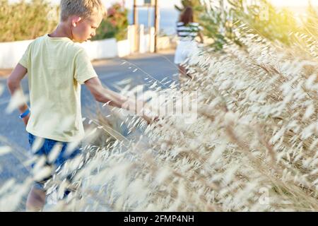 Garçon dans un t-shirt jaune touche l'avoine sauvage au coucher du soleil Tard le jour d'été en Grèce Banque D'Images