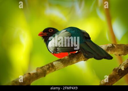 trogon à queue de Slaty, Trogon massena, bel oiseau du NP de Corcovado, Costa Rica. Oiseau dans la forêt tropicale verte. Observation des oiseaux dans la nature. Vacances Banque D'Images