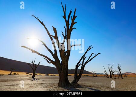 Deadvlei, dune orange avec vieux acacia. Paysage africain de Sossusvlei, désert du Namib, Namibie, Afrique australe. Sable rouge, le plus grand dun dans le WO Banque D'Images