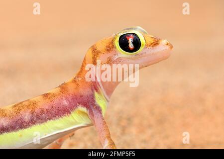 Gecko de Namib sable dune, Namibie. Pachydactylus rangei, palmato gecko à pieds dans l'habitat naturel du désert. Lézard en Namibie désert avec bleu s. Banque D'Images