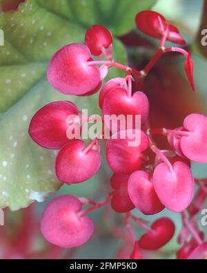 Begonia maculata ou Polka Dot Begonia Banque D'Images