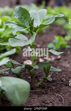 une petite plante de haricots dans le jardin d'automne Banque D'Images