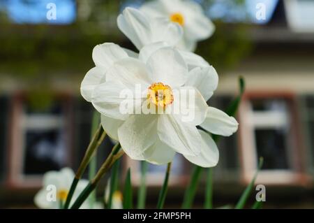 Fleur de la jonquille d'un poète dans un parc de château Banque D'Images