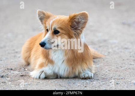 corgi gallois chien pembroke couché à l'extérieur Banque D'Images