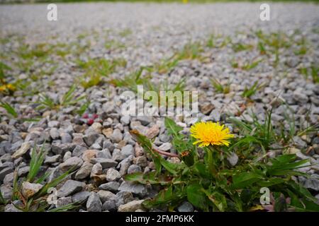 pissenlit jaune fleuri avec des feuilles vertes sur un carré fait De petites pierres de gravier Taraxacum Banque D'Images