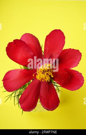 Ouvrez la fleur de pivoine rouge dans un vase sur une table jaune ensoleillée. Carte d'art à motif fleuri. Banque D'Images