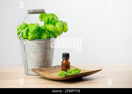 Basilic en pot dans un joli seau en zinc avec une bouteille d'huile essentielle de basilic brun sur une assiette en bois. Beaucoup d'espace de copie sur fond blanc. Espace pour le texte. Banque D'Images