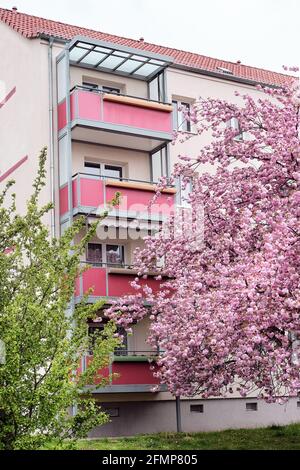 Cerisiers en fleurs en face de la maison moderne avec balcons, immeuble d'appartements d'appartements à Berlin, Allemagne. Architecture moderne, arbres de sacura Banque D'Images