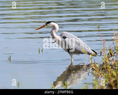 Héron cendré (Ardea cinerea) Banque D'Images