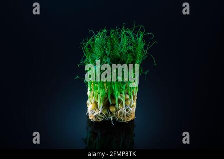 Graines germées de pois isolées sur fond noir. Microgreens comme avantage pour la santé. Banque D'Images
