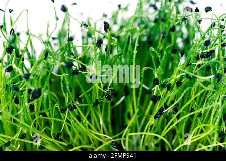 Microgreens sur fond blanc. Gros plan sur des pousses d'oignon sur fond blanc. Concept Microgreen. Banque D'Images