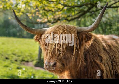 Gros plan d'une vache des Highlands dans le parc régional de Pollok À Glasgow, Écosse Banque D'Images