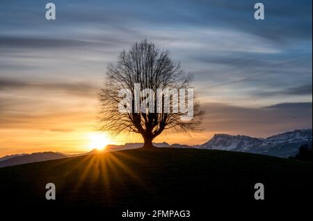 lever le soleil avec la silhouette d'un arbre cultivé dans Gürbetal Banque D'Images