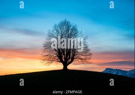 Silhouette d'un arbre cultivé au lever du soleil à Gürbetal Banque D'Images