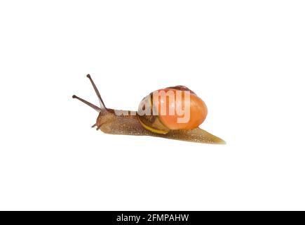 Forme d'escargot de Grove bicolore, marron et orange escargot à lèvres sur fond blanc Banque D'Images