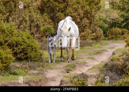 Deadman Hill, Godshill, Fordingbridge, New Forest, Hampshire, Royaume-Uni, 11 mai 2021, Météo : un après-midi de lumière et d'ombre avec des nuages épars qui traversent le ciel dans une brise fraîche et vive. Des nuages plus organisés devraient apporter des averses lourdes plus tard. Un coponey de la Nouvelle forêt de charbon de bois reste près de sa mère toute blanche. Crédit : Paul Biggins/Alamy Live News Banque D'Images