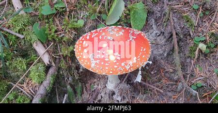 amanita un merveilleux champignon caché dans les bois Banque D'Images