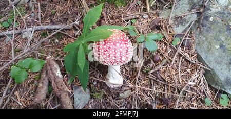 amanita un merveilleux champignon caché dans les bois Banque D'Images