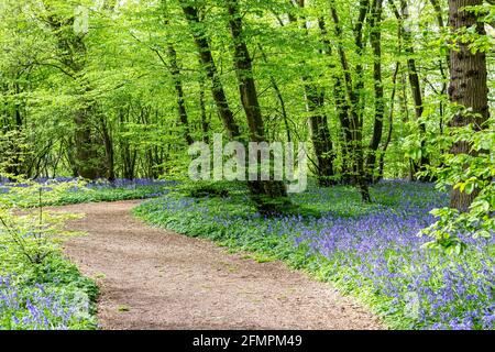 Un chemin à travers un bois de bluebell avec une abondance de fleurs en pleine croissance Banque D'Images