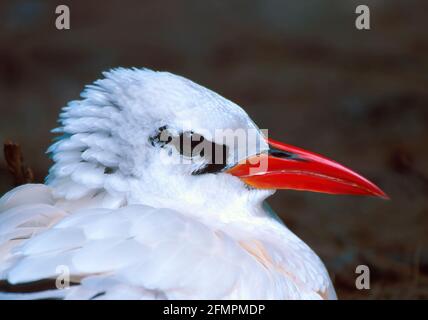 Oiseau tropique à queue rouge BI002179 Banque D'Images
