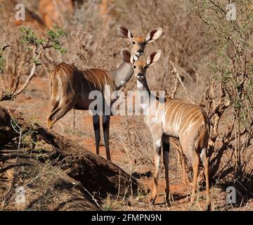 Kenya Afrique Tsavo NAT. Parc Kudu Banque D'Images